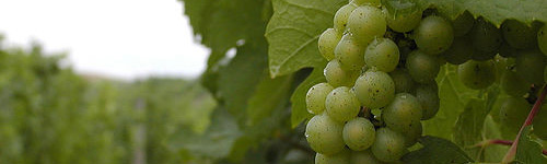 Grapes in Chateau Fontaine Vineyard