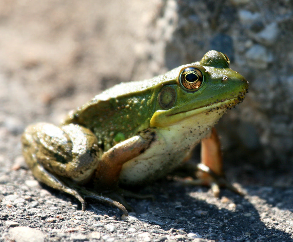 Northern Green Frog  Michigan in Pictures