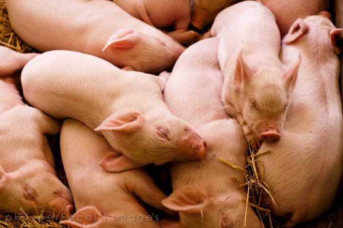 Pile o Pigs