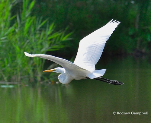 Great Egret (Ardea alba) in Flight
