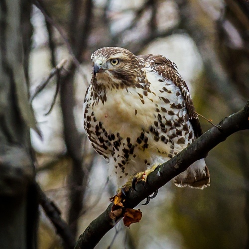 18 Magnificent Types of Hawks and Where to Find Them
