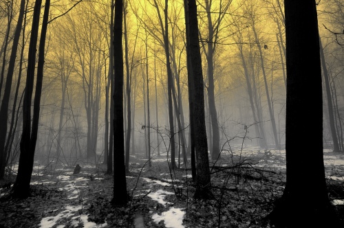 "Foggy Forest Dawn" Lower Michigan Winter (FP explore # 9)