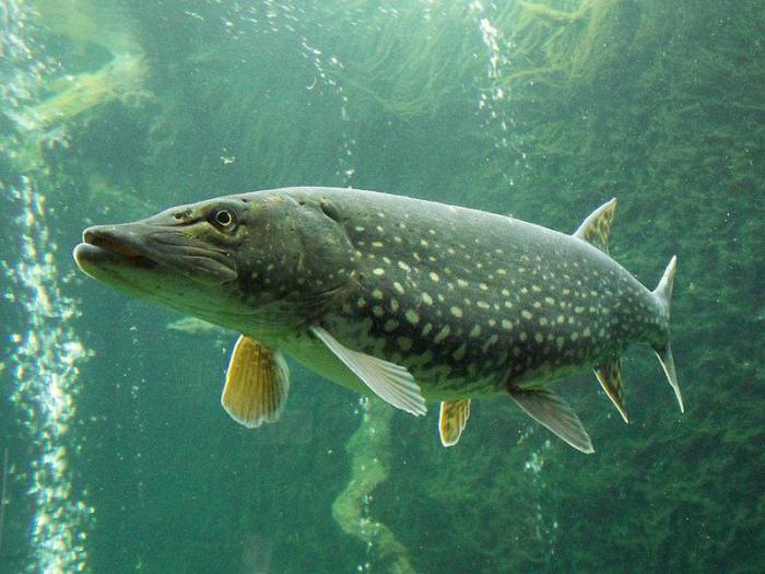 Know Your Michigan Fish: Northern Pike Esox lucius  Michigan in Pictures
