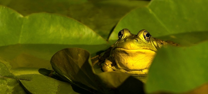 Frog Friday You Looking at Me Edition