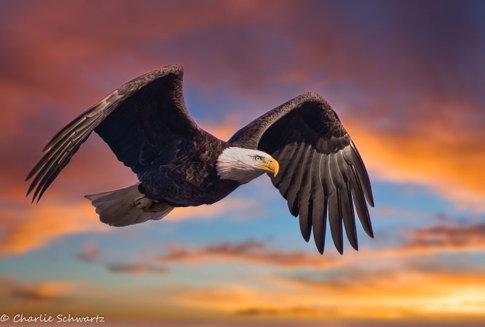 Sunset Eagle by cncphotos