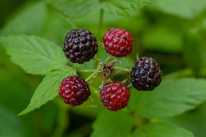 Black Raspberries Growing Wild in Michigan by Lee Rentz