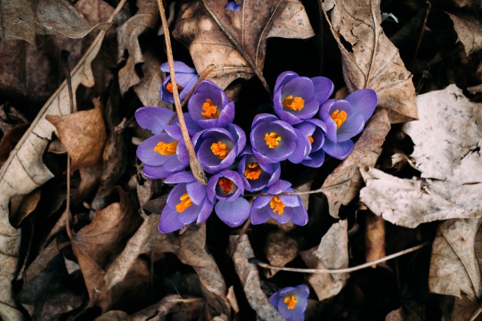The first crocuses I've seen this spring by Bill Dolak
