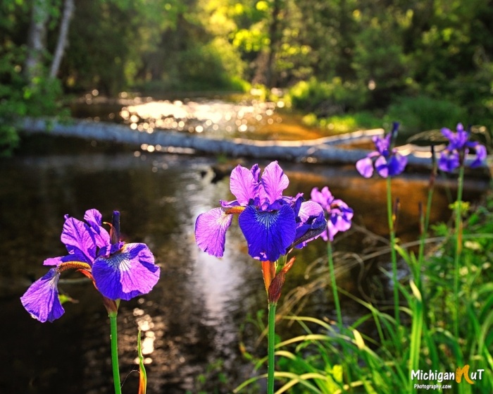 Shalda Creek Iris by Michigan Nut Photography